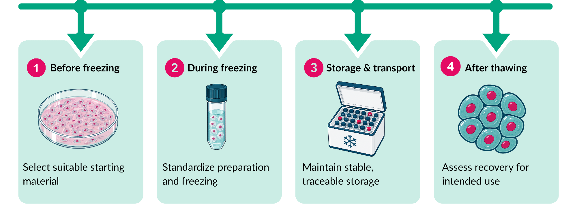 Practical cryopreservation strategies for cell recovery