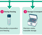 Practical cryopreservation strategies for cell recovery