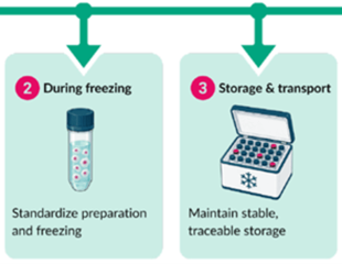 Practical cryopreservation strategies for cell recovery
