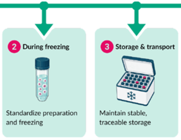 Practical cryopreservation strategies for cell recovery