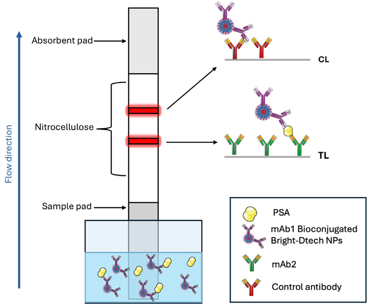 Schematic illustration of the LFA structure for the detection of PSA using a dipstick assay format