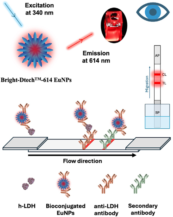 Depiction of the LFIA assay for detecting h-LDH using a non-competitive assay format with the Bright-Dtech™-614 Eu nanoparticles (EuNPs) as signal reporters. When excited at 340 nm, these EuNPs emit a red fluorescent light at 614 nm that is detected in a time-resolved mode