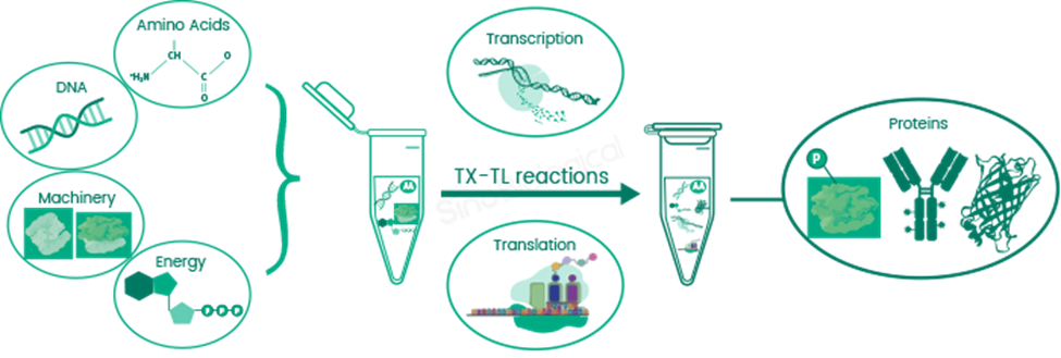 Schematic overview of cell-free protein synthesis (CFPS). DNA, amino acids, energy components, and the transcriptional and translational machinery contained in the cell lysate are combined in an in vitro reaction to produce functional proteins