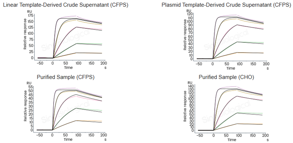 SPR results for Y19 obtained from four distinct samples