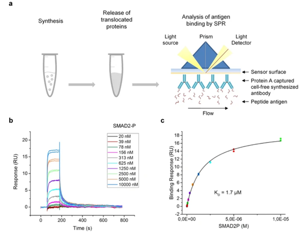 Streamlining AI-driven drug discovery with cell-free expression and SPR
