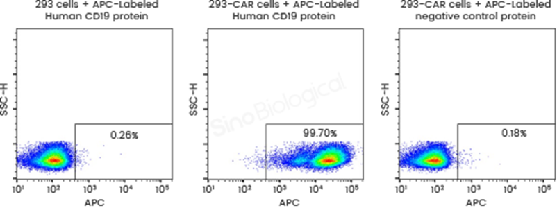 Figure 2. Superior fluorescence performance of Sino Biological site-specifically labeled human CD19 protein. (A) APC-conjugated human CD19 protein (Cat# 11880-H08W1-SA) specifically detects CD19 CAR-expressing cells by flow cytometry with minimal background staining in non-transduced cells and negative control protein. (B) PE-conjugated human CD19 protein (Cat# 11880-H08W1-SP) exhibits higher fluorescence intensity than a comparable commercial reagent during flow cytometric detection of CD19 CAR-expressing cells.
