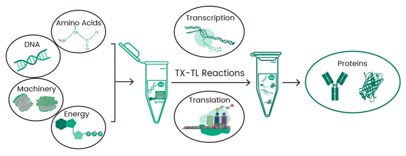 Cell-free protein synthesis process