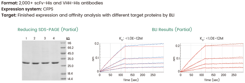 Case study: HTP cell-free expression of over 2000 scFv-His and VHH-His antibodies, followed by affinity analysis via BLI