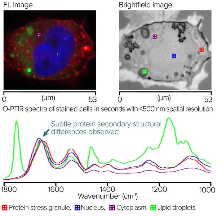 Fluorescence-guided Stained Neuroglioma cells and corresponding O-PTIR spectra