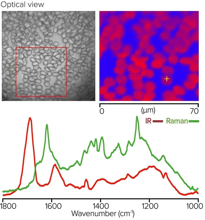Monolayer of red blood cells, with Raman image and corresponding O-PTIR and Raman spectra