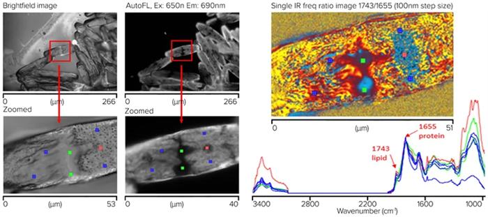 Saltwater algae sample showing measurement locations for corresponding spectra with chemical ratio image (1743/1655 cm-1)