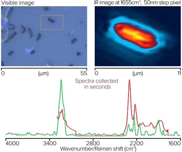 Single bacterial cell, with IR image and corresponding spectra from O-PTIR and Raman