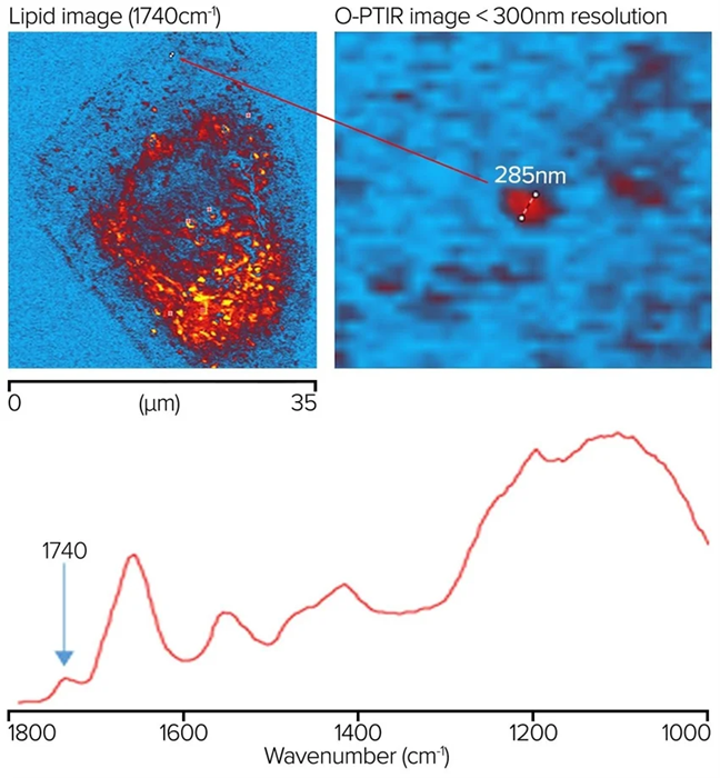 Lipid sample measured at 1740 cm-1 showing a feature resolution of <300 nm with O-PTIR imaging