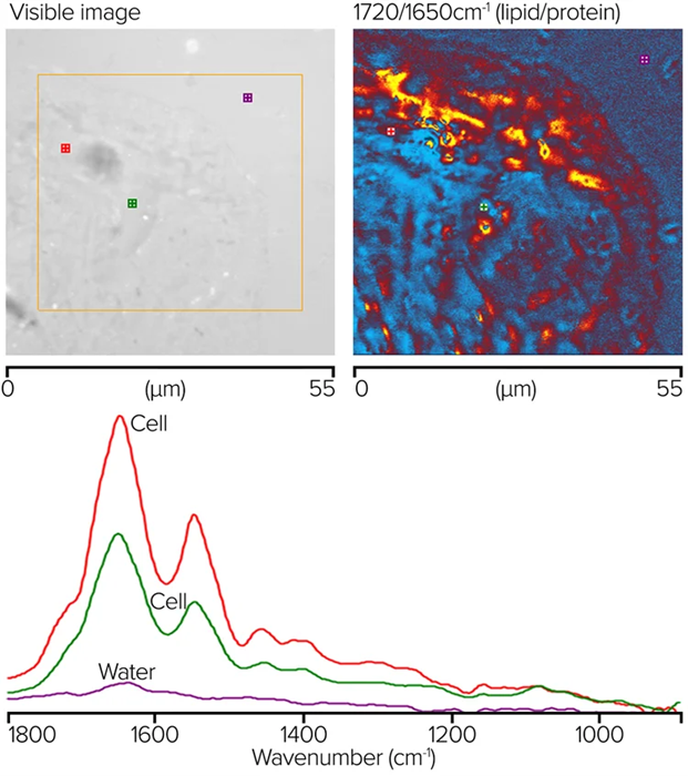 O-PTIR ratio image showing corresponding lipid/protein regions and measured spectra at noted locations