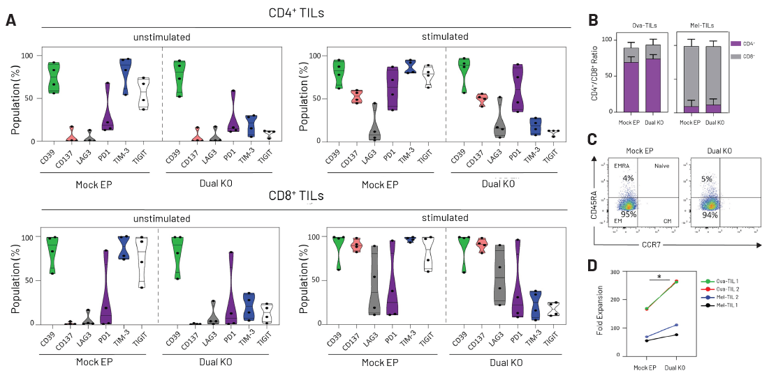 Phenotypic characterization and expansion of dual KO TILs.