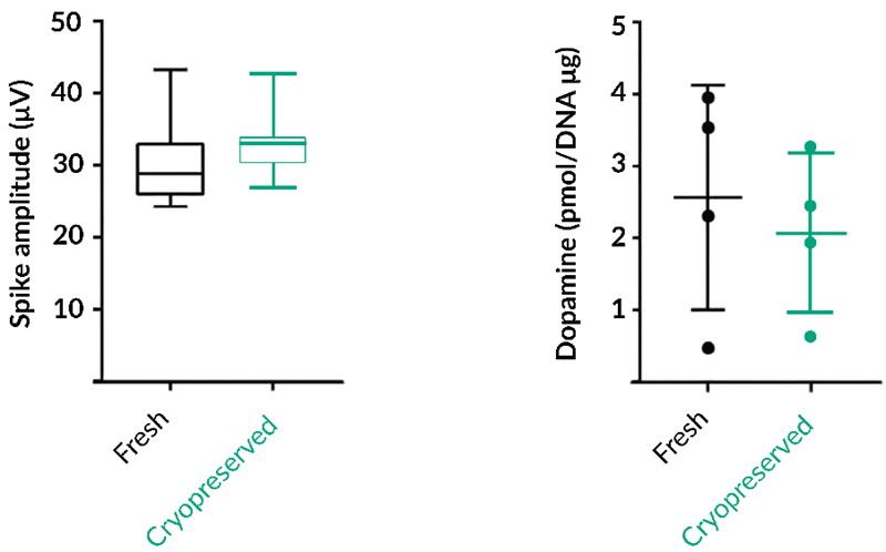 Post-thaw neurospheres retain in vitro neuronal function. The left panel compares spike amplitude measured by multielectrode array on Day 42; the distributions for fresh and cryopreserved neurospheres are similar, showing preserved electrical activity after recovery. The right panel shows high-potassium-induced dopamine release on Day 56, normalized to DNA content. Fresh and cryopreserved cultures display comparable stimulated release (n = 4; mean ± SD), with no significant difference between groups