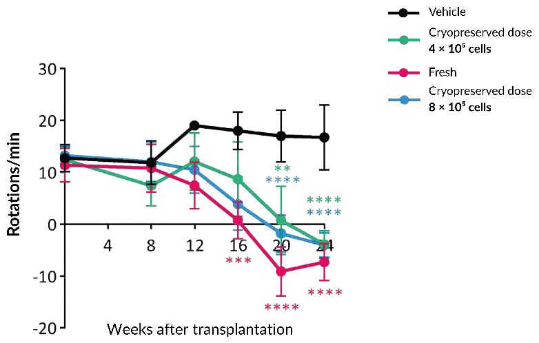 Cryopreserved neurospheres improve abnormal rotational behavior after transplantation. Methamphetamine-induced rotations were followed over 20 weeks in 6-OHDA-lesioned rats receiving vehicle, fresh neurospheres (4 × 105 cells) or cryopreserved neurospheres (4 × 105 or 8 × 105 cells). Vehicle-treated animals maintain the highest rotation counts, while all cell-treated groups show a progressive reduction and separate from vehicle by Week 20 (n = 4–7; mean ± SD). Two-way ANOVA with Tukey’s test: **P < 0.01, ***P < 0.001, ****P < 0.0001