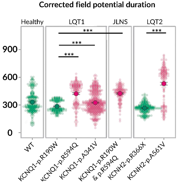 Recovered hiPSC-derived cardiomyocytes reproduce long-QT syndrome-associated electrical phenotypes. Corrected field-potential duration was measured by multielectrode array after cryobanked hiPSC lines were thawed, expanded, differentiated and replated as cardiomyocytes. Each distribution summarizes 157–547 measurements for a wild-type line or an LQTS variant. Green denotes wild-type or low-risk variants and pink denotes high-risk variants. Most high-risk variants show longer corrected field-potential durations than wild-type or low-risk groups, while the varying width and overlap of the distributions illustrate variant-specific heterogeneity. Kruskal–Wallis with Dunn’s test and Benjamini–Hochberg correction: *P ≤ 0.05, **P ≤ 0.01, ***P ≤ 0.001. The panel demonstrates preservation of disease-relevant electrophysiological readouts after the cryobanking workflow; it is not a fresh-versus-frozen comparison
