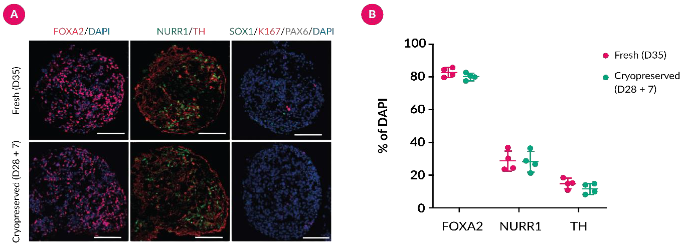 Dopaminergic lineage identity is maintained after cryopreservation. (A) Representative immunofluorescence images of fresh Day-35 neurospheres and neurospheres cryopreserved on Day 28 and recovered for seven days. Both conditions show widespread FOXA2 and NURR1 staining and TH-positive neuronal areas around DAPI-labelled nuclei, with no obvious loss of overall sphere organization after thawing. Scale bars: 100 μm. (B) The proportions of FOXA2-, NURR1- and TH-positive cells overlap between fresh and cryopreserved groups (n = 4; mean ± SD), and no significant differences were detected