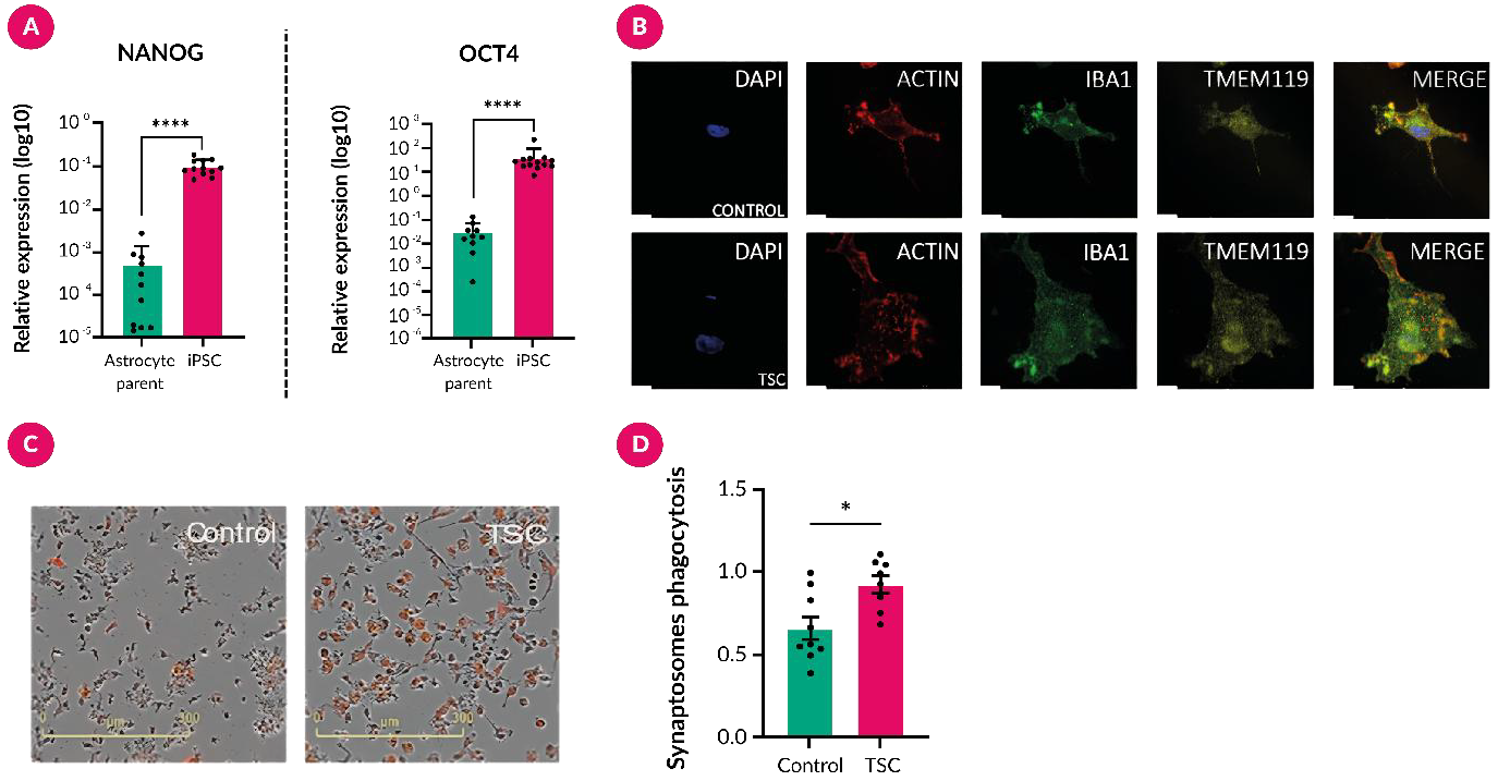 Bambanker-banked iPSCs support downstream microglial modelling. (A) NANOG/OCT4 expression after reprogramming. (B) ACTIN, IBA1 and TMEM119 staining in control and TSC microglia-like cells (DAPI; scale bar: 10 μm). (C,D) Representative pHrodo-synaptosome uptake and quantification after 24 h (scale bar: 300 μm; control, n = 4; TSC, n = 3; ≥ 2 experiments). Mean ± SEM; (A) ****P < 0.0001; (D) Mann–Whitney U test, *P < 0.05