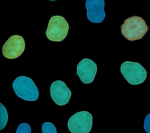 Boost bioimage insights with new Imaris 11