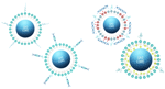 Microbubble preclinical contrast agents for ultrasound imaging