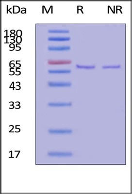GMP-grade recombinant human fibronectin fragment