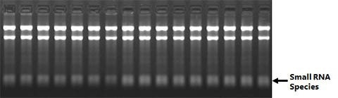 Consistent Yield of High Quality RNA with Complete Size Range without the Use of Phenol