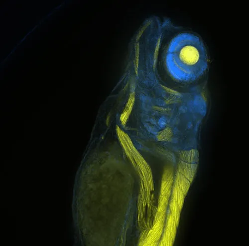 Zebrafish embryo acquired at 10X magnification.