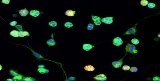 Cells in extracellular matrices