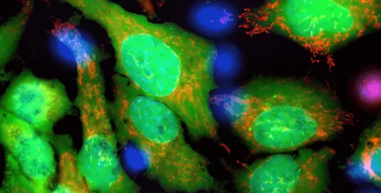 Live-cell imaging