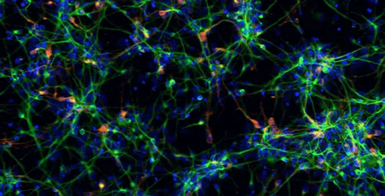 Stem cell research