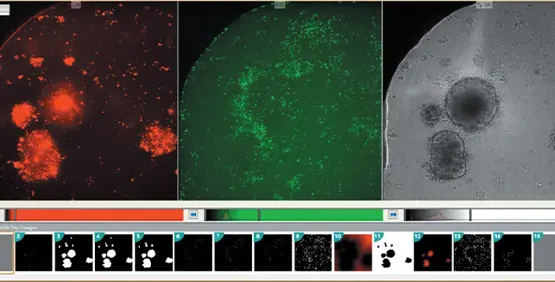 T-cells and 3D cell models for immunotherapy