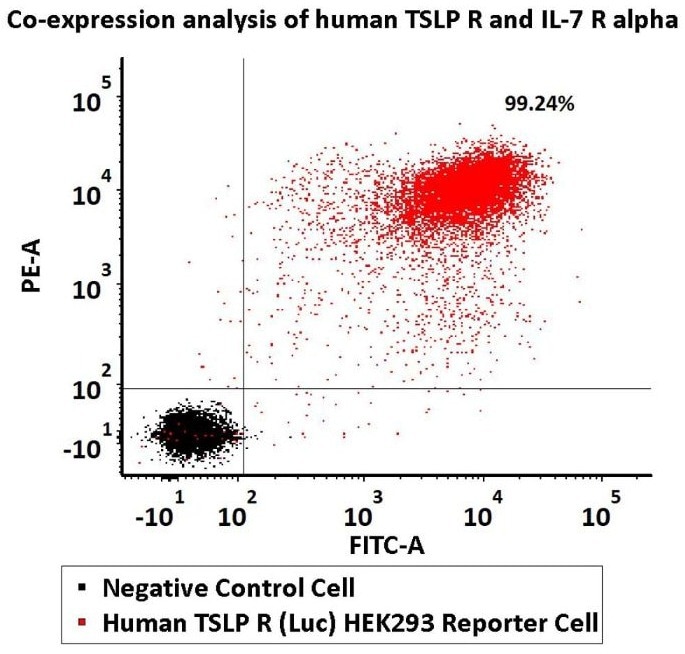 Co-expression analysis of human TSLP R and IL-7 R alpha on Human TSLP R (Luc) HEK293 Reporter Cell by FACS. Cell surface staining was performed on Human TSLP R (Luc) HEK293 Reporter Cell or negative control cell using PE-labeled anti-TSLP R antibody and FITC-labeled anti-IL-7 R alpha antibody