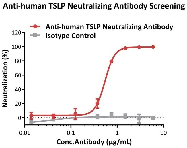 Inhibition of human TSLP protein-induced reporter activity by anti-human TSLP neutralizing antibody. This reporter cell was incubated with serial dilutions of antibodies in the presence of human TSLP protein (Cat. No. TSP-H52Hb) with a final concentration of 0.3 μg/mL. The EC50 of anti-human TSLP neutralizing antibody is approximately 0.55 μg/mL