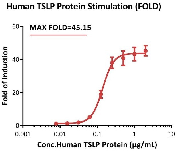 Response to human TSLP protein (FOLD). The Human TSLP R (Luc) HEK293 Reporter Cell was stimulated with serial dilutions of human TSLP protein (Cat. No. TSP-H52Hb). The max induction fold was approximately 45.15