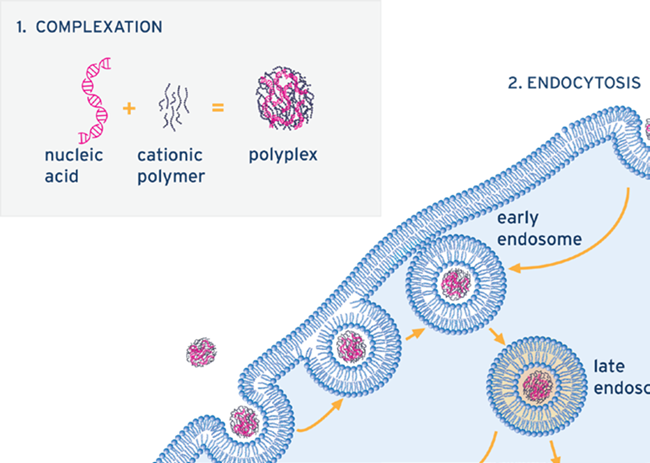Complexation reaction before transfection of cells.
