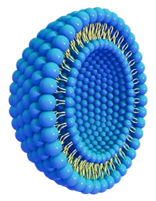 Liposome with double layer of phospholipid molecules.