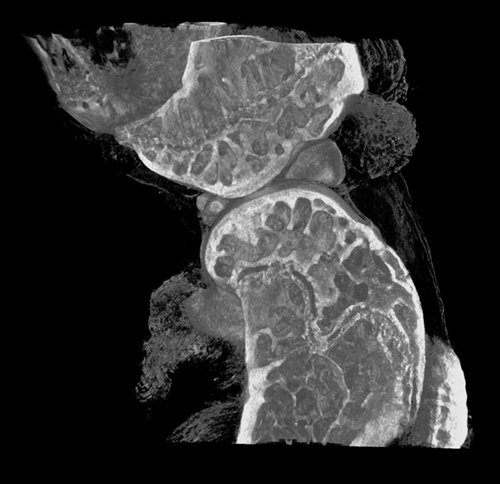InCiTe 2.0 3D X-ray microscope for micro-CT imaging