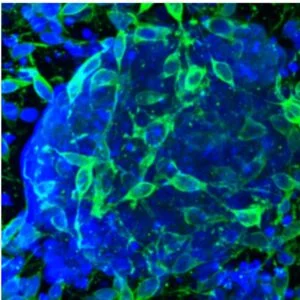 Mouse Neuronal Spheroid Model.