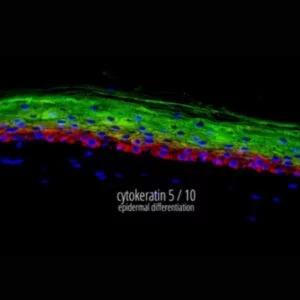 Poieskin™- Skin tissue immunostaining.
