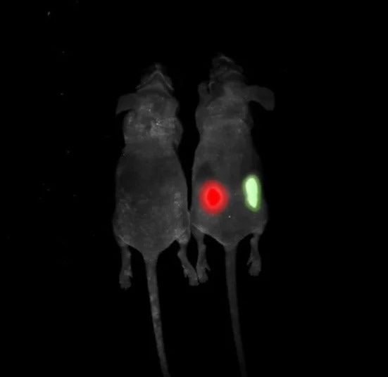 Multispectral imaging.