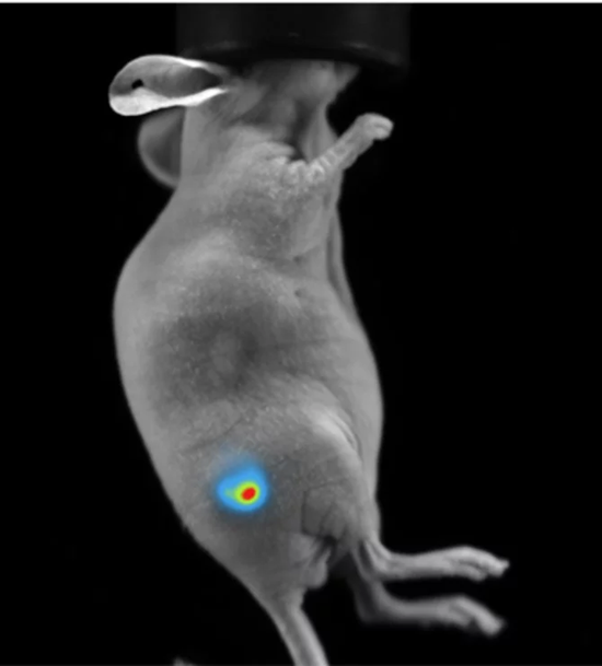 Subcutaneous tumor expressing firefly luciferase.
