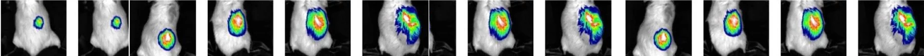 Newton Bio camera for life science imaging applications