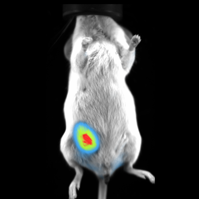 BLI Imaging of Orthotropic Mammary Fat Pad Tumor in Mouse.