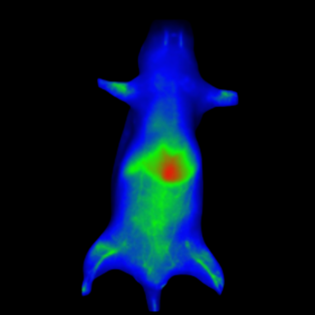 Fluorescent Nanoprimer Distribution After IV Injection in Mouse.