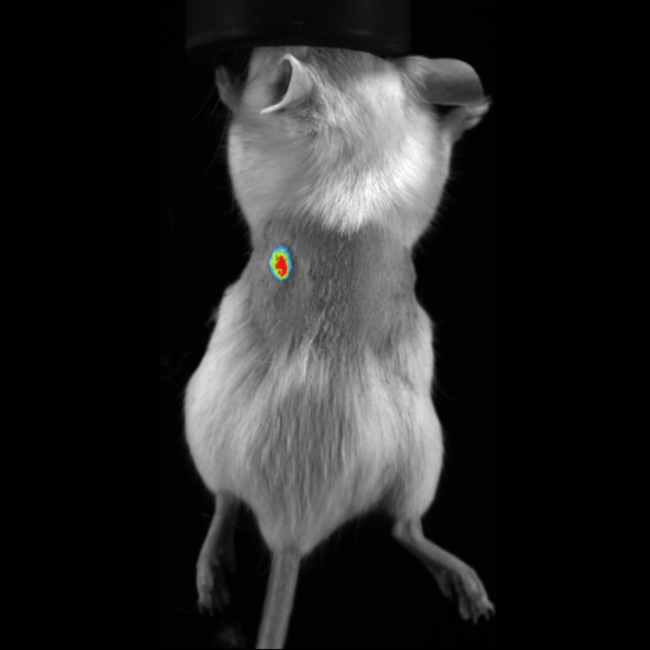 mCherry Fluorescence Imaging in Subcutaneous Tumor in Mouse.