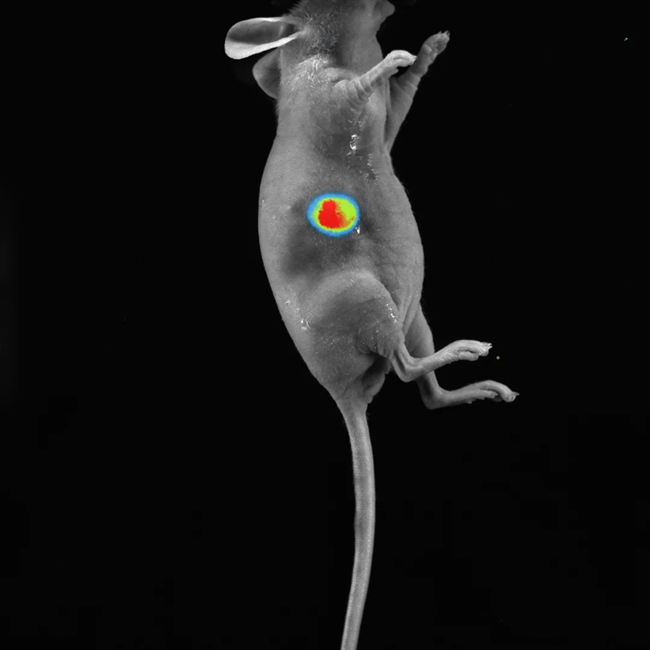 BIOLUMINESCENCE - Luc Tumor - Courtesy of CEA Orsay (France).