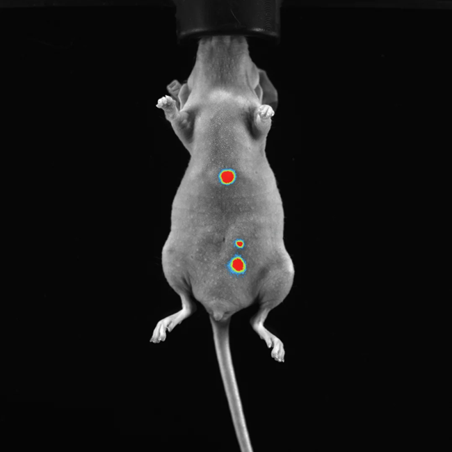 BIOLUMINESCENCE - Tumor and Metastasis - Courtesy of Warsaw University (Poland).
