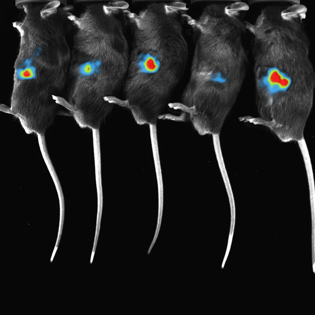 BIOLUMINESCENCE - Tumors - Courtesy of Lausanne Uni (Switzerland)_ana.